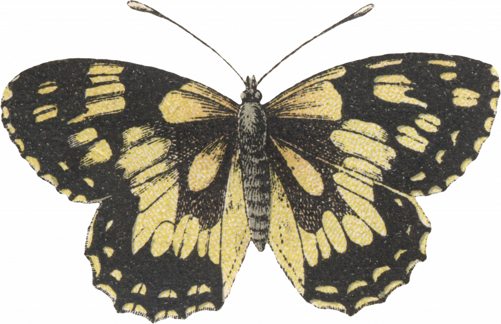 Cocktails Blush butterfly